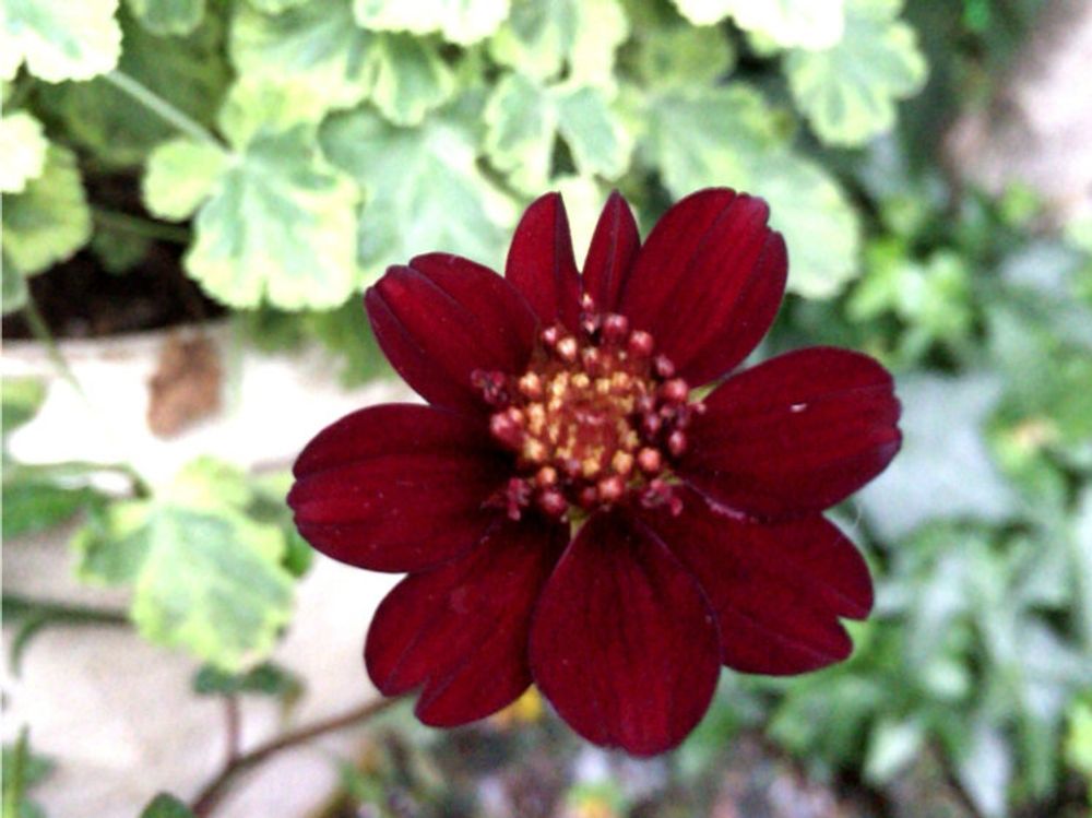 チョコレートコスモス　ワインレッドの花