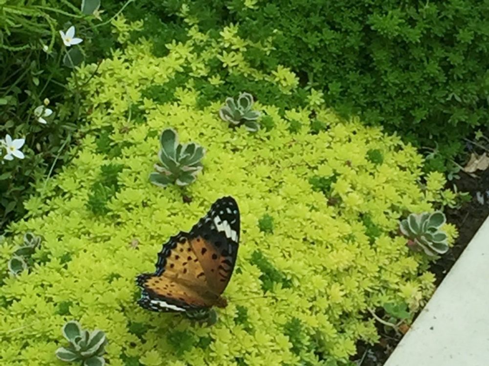 サントリナ　地植え　黄色い花　蝶