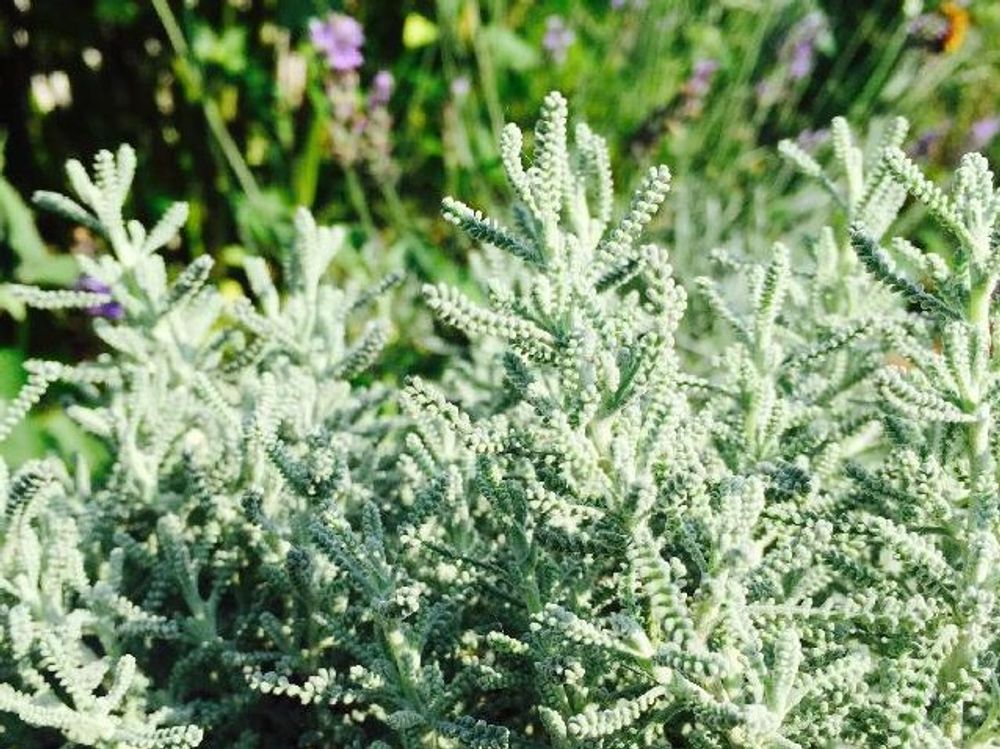 サントリナ　白い花