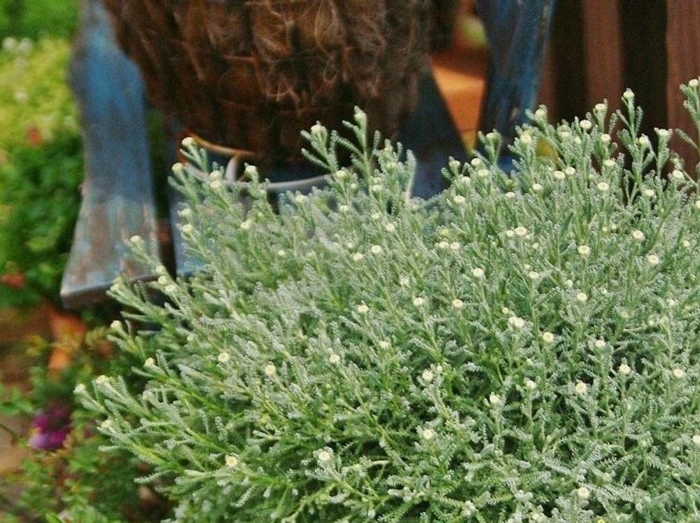 サントリナ　鉢植え　白い花