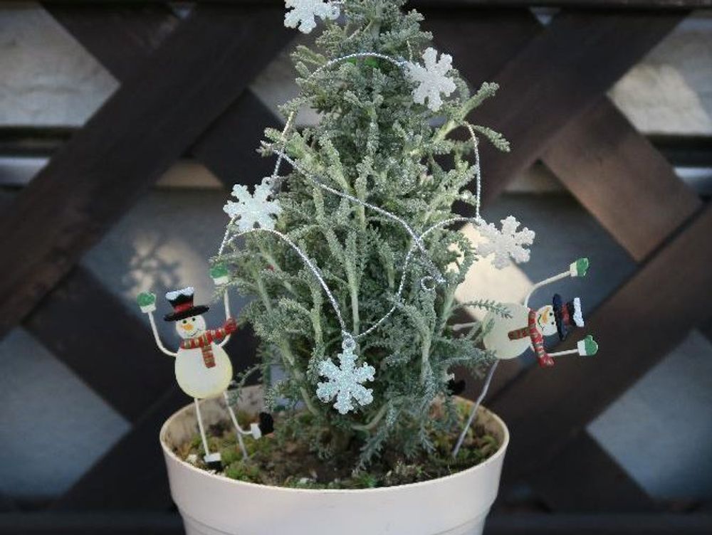 サントリナ　鉢植え