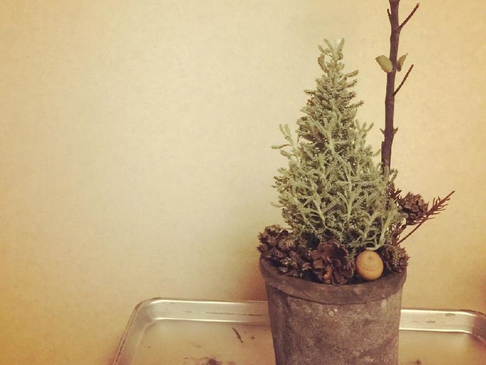 サントリナ　鉢植え　株