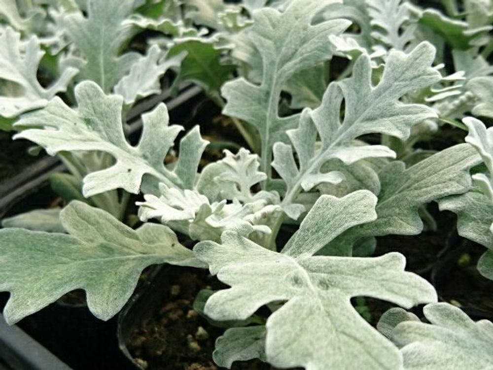 シロタエギク(ダースティーミラー)　株