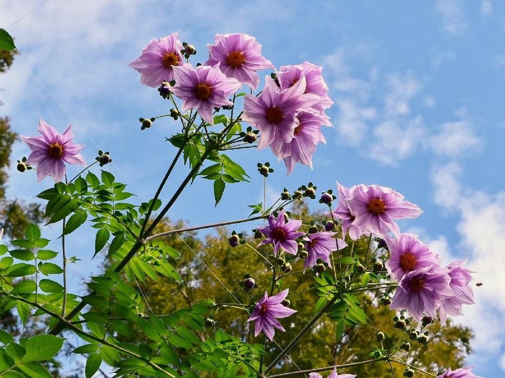 皇帝ダリア　紫色の花　青空