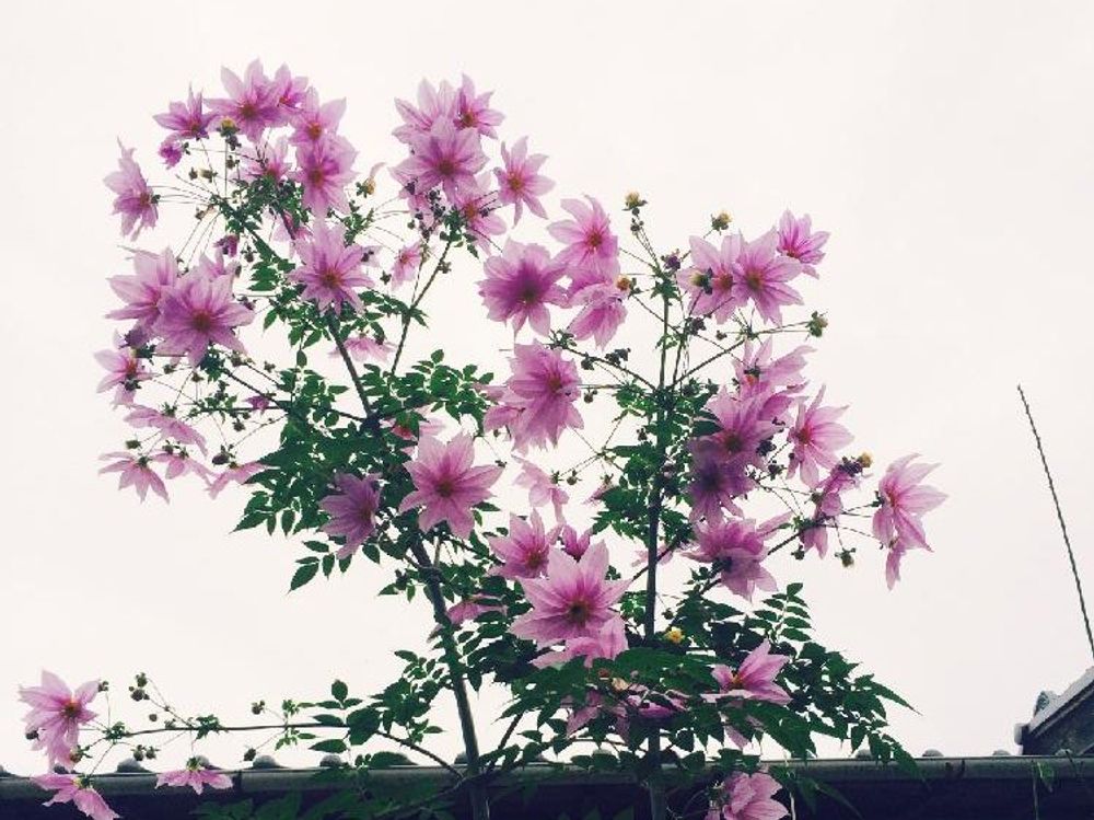 皇帝ダリア　紫色の花