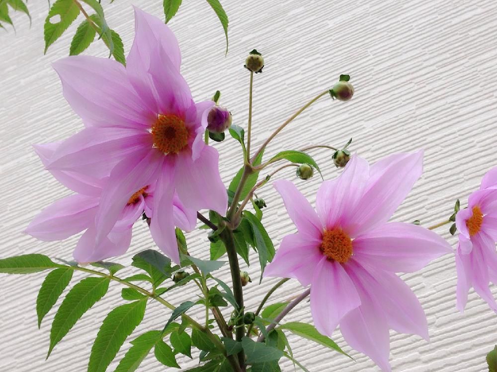 皇帝ダリア　桃色の花