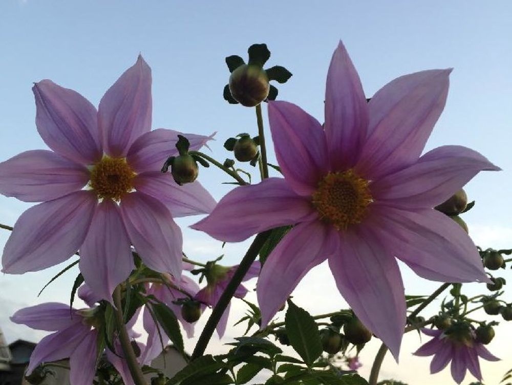 皇帝ダリア　薄紫色の花