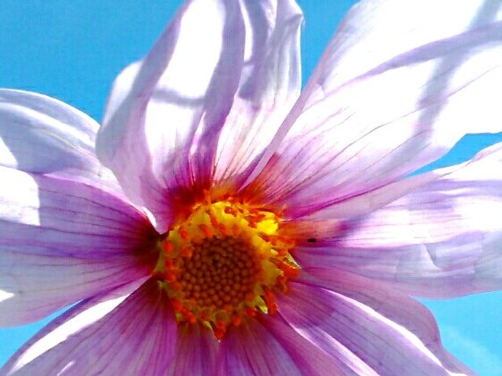 皇帝ダリア　薄桃色の花　青空