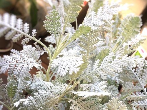 シルバーレースの育て方 挿し木のやり方は 切り戻しは必要 Greensnap グリーンスナップ