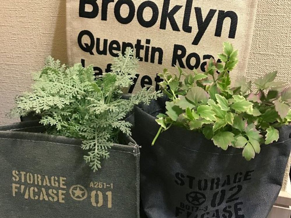 シルバーレース　葉