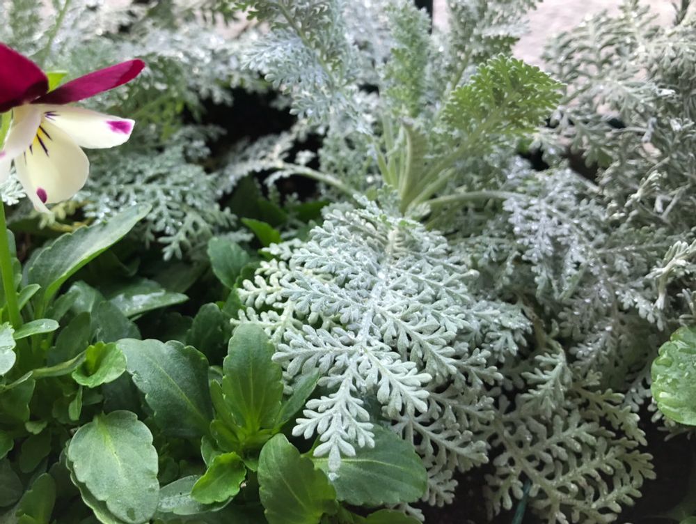 シルバーレース　水滴がついている