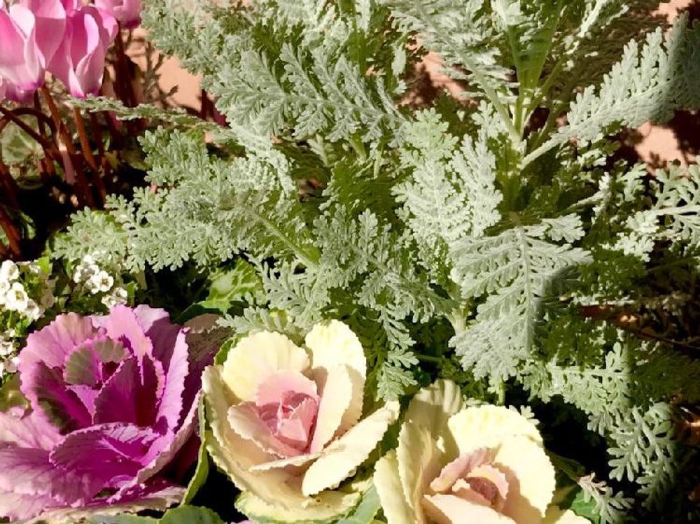 シルバーレース　寄植え