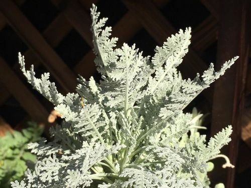 シルバーレースの育て方 挿し木のやり方は 切り戻しは必要 Greensnap グリーンスナップ