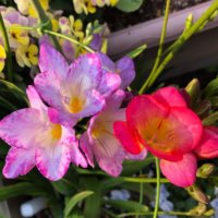 フリージアの育て方｜球根の管理方法や植え方、増やし方は？の画像