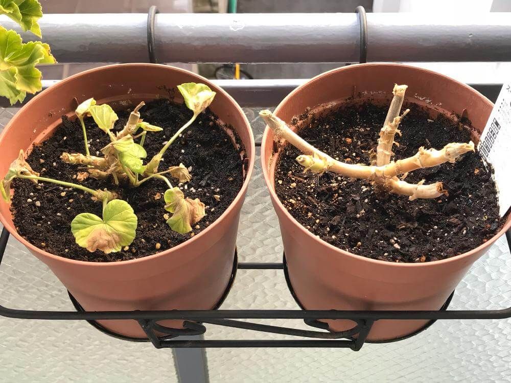 ゼラニウム　鉢植え