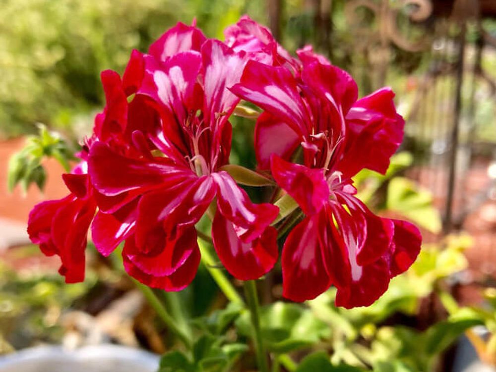 ゼラニウム　紅色の花