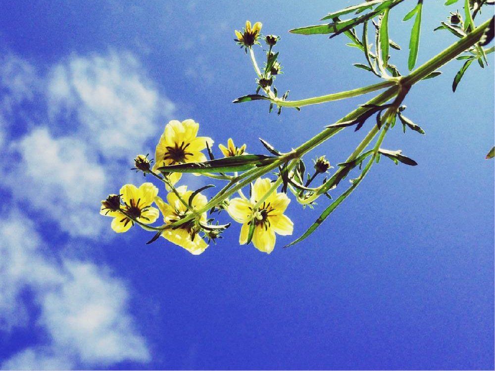 ウインターコスモス(ビデンス)　黄色い花　青い空