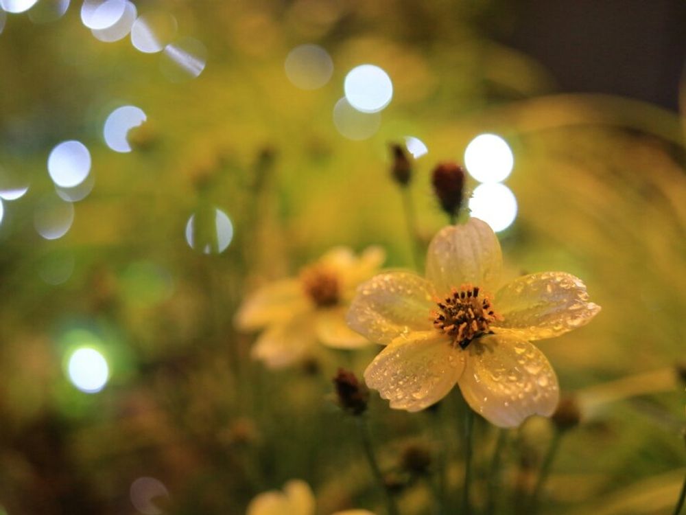 ウインターコスモス(ビデンス)　水滴ついている