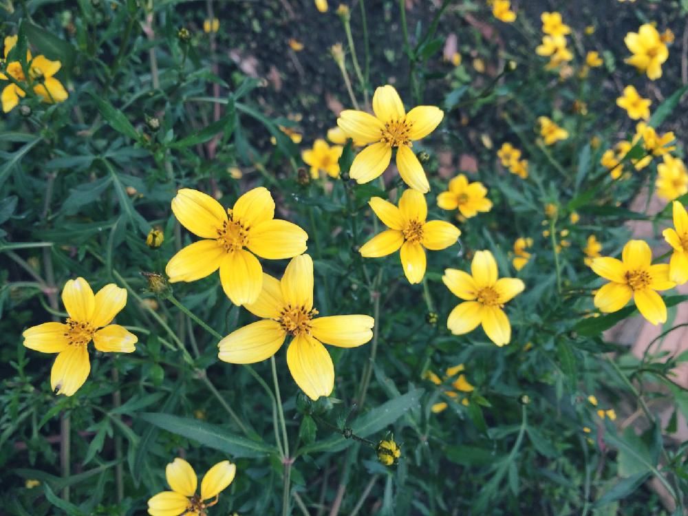 ウインターコスモス(ビデンス)　花壇　黄色い花
