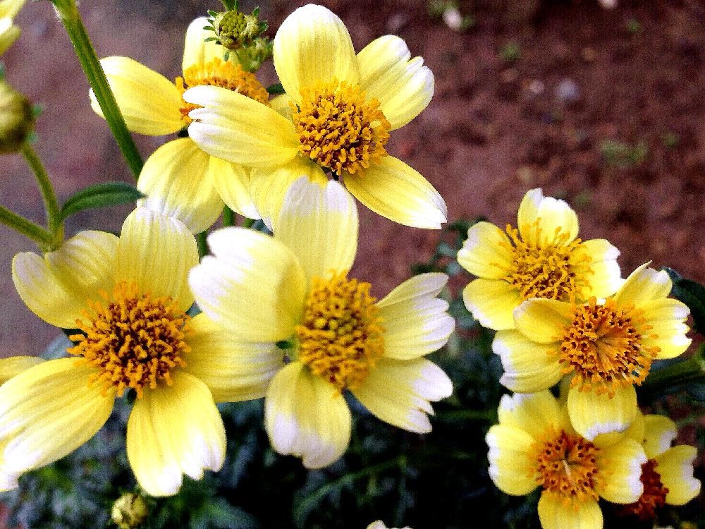 ウインターコスモス(ビデンス)　黄色い花