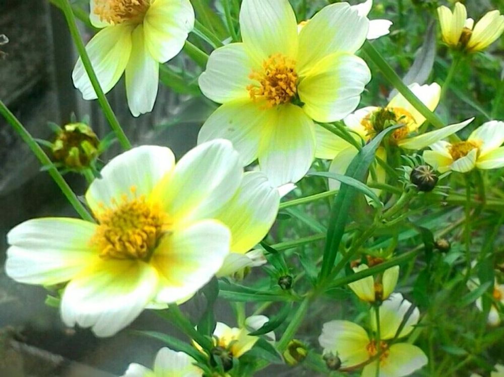 ウインターコスモス(ビデンス)　黄色い花