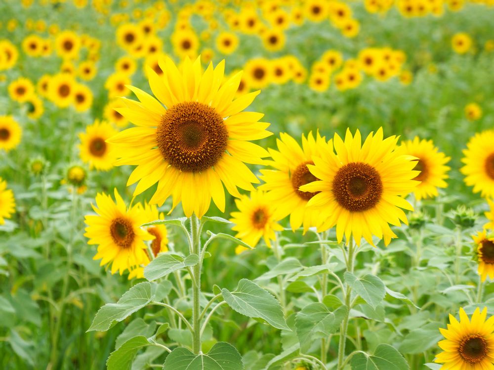 Photo by kemuriradioさん