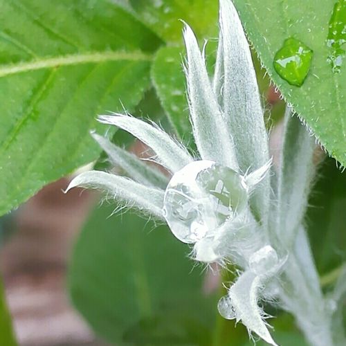 最も 草花の苗 ヘリクリサム ペティオラレ ライムイエロー3号ポット Barber Com