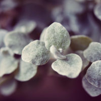 ヘリクリサムの育て方の画像