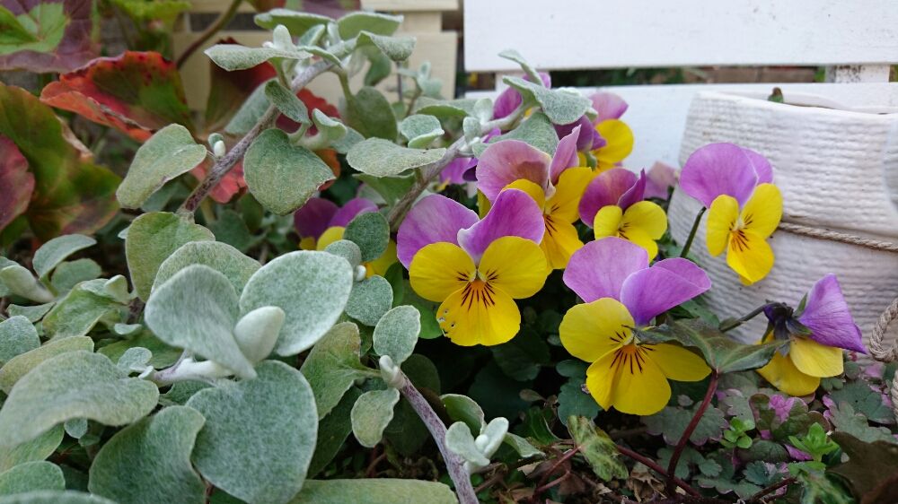 Photo by kawokawoさん