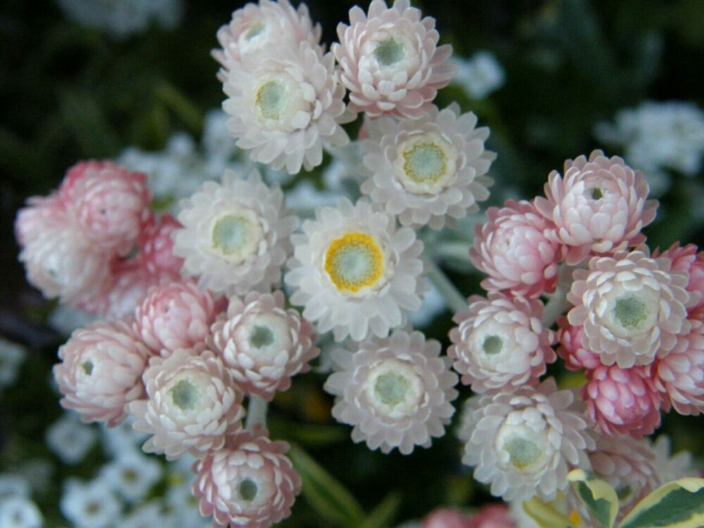 Photo by RosarioBiancoさん