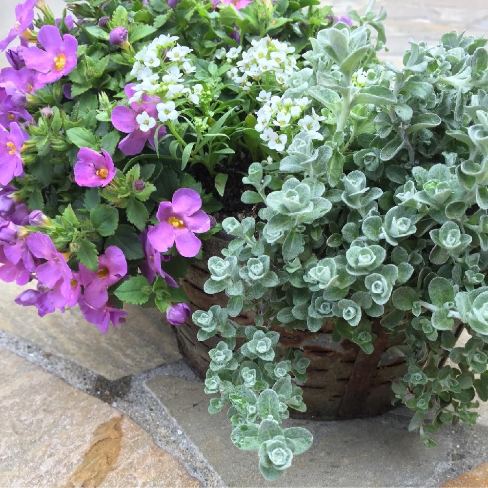 Photo by sakura*(๑>ᴗ<)وさん