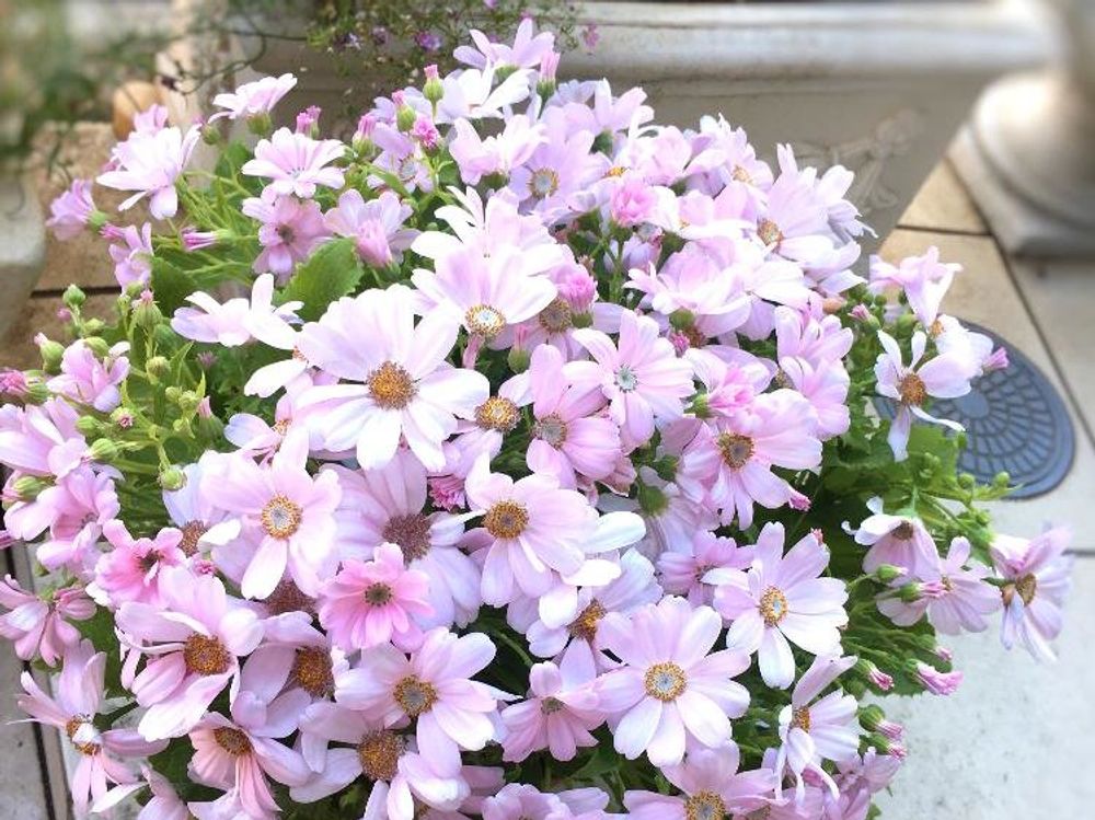 サイネリア　鉢植え　ピンク色の花