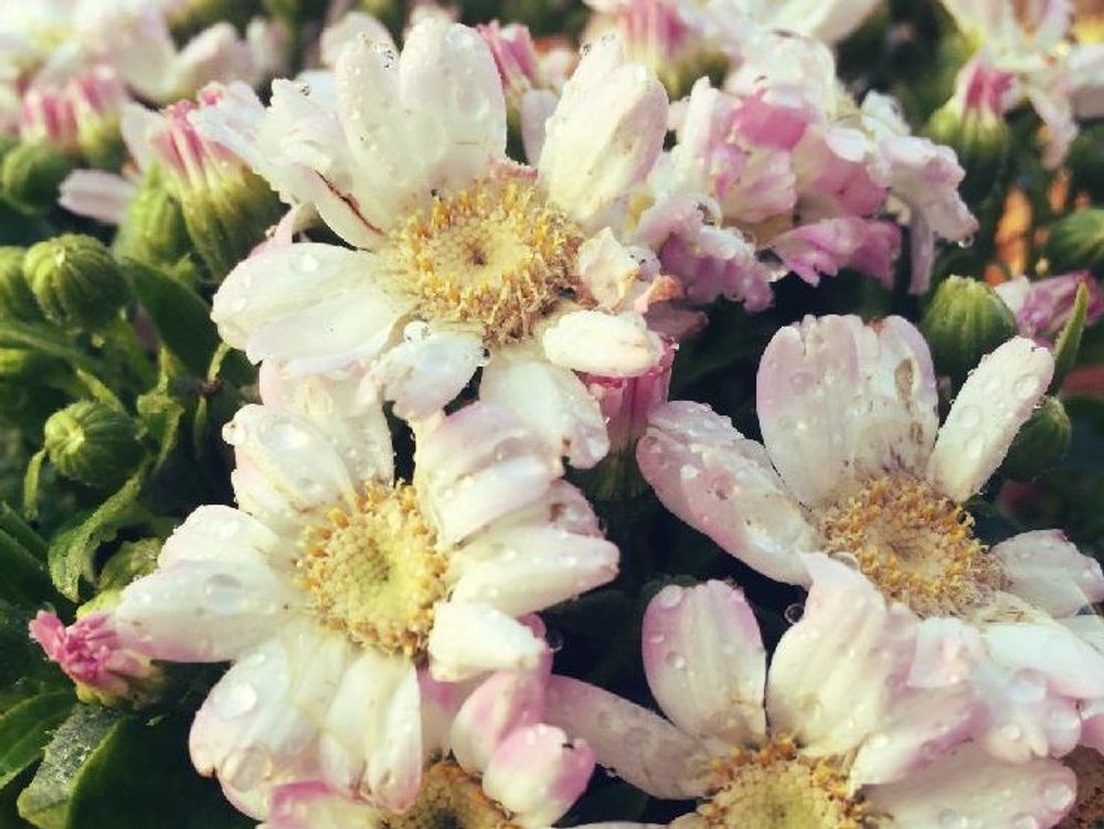 サイネリア　薄桃色の花　水滴