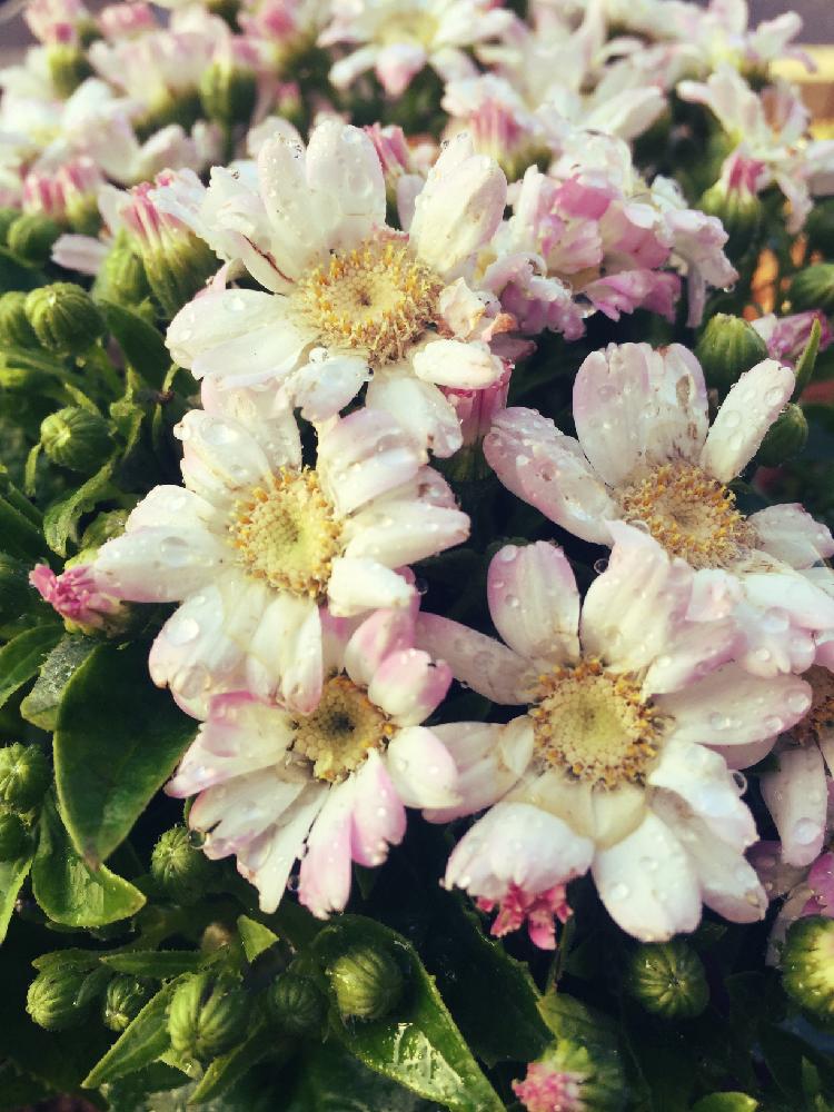 サイネリアの育て方 苗の鉢植えや種まきの方法 水やりの仕方は Greensnap グリーンスナップ