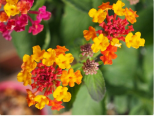 初夏の花壇で育てたい 夏の暑さや強い直射日光にも負けない植物9選 Greensnap グリーンスナップ