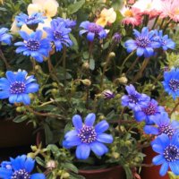 フェリシアの育て方｜種まきや植え付け、植え替えの時期は？の画像
