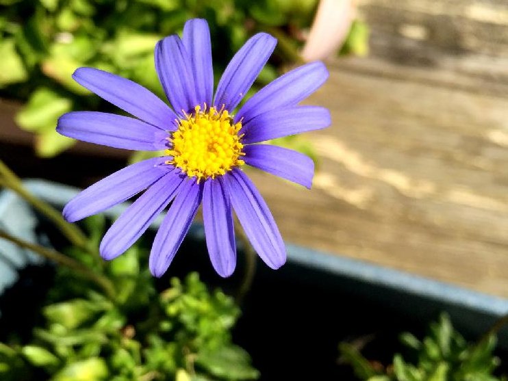ブルーデージー　プランター　紫色の花