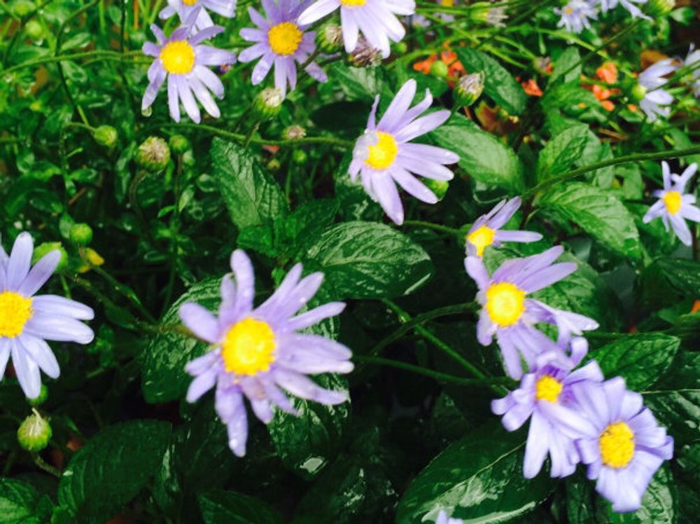 ブルーデージー　紫色の花