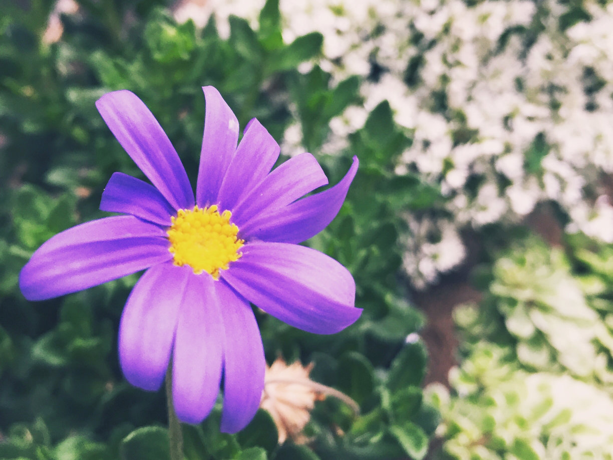 ブルーデージー　紫色の花