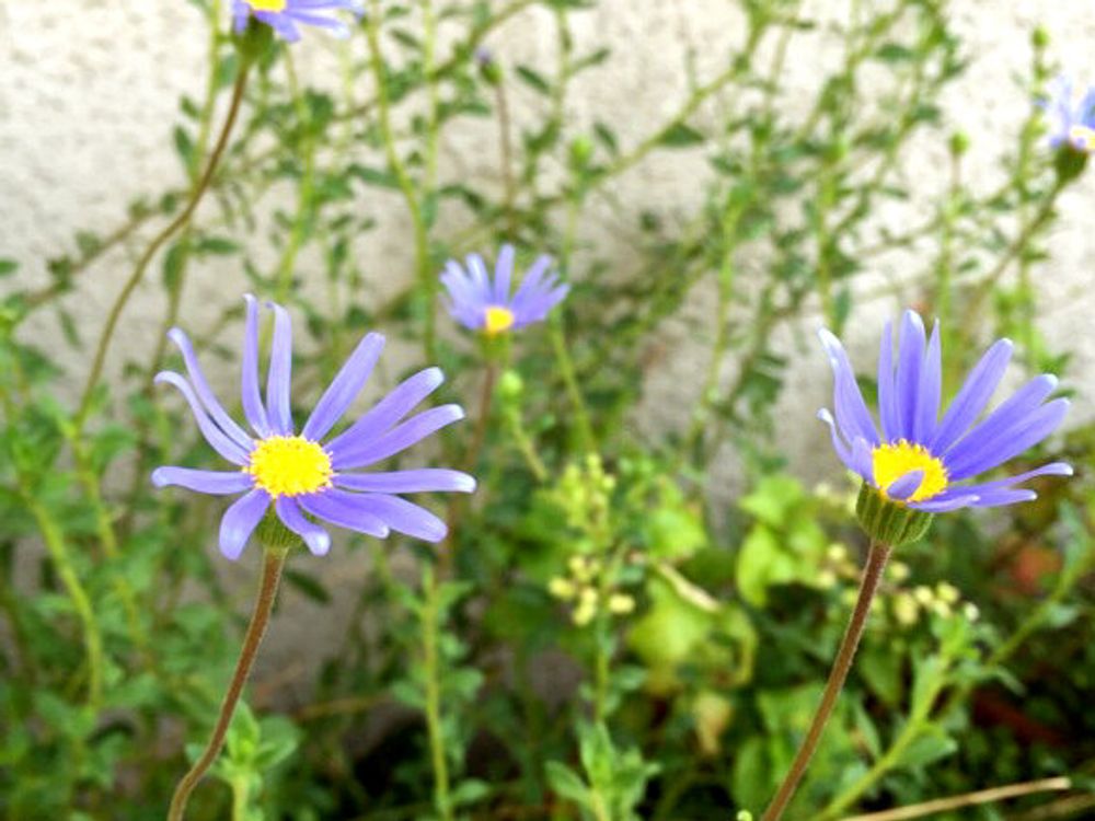 ブルーデージー　紫色の花