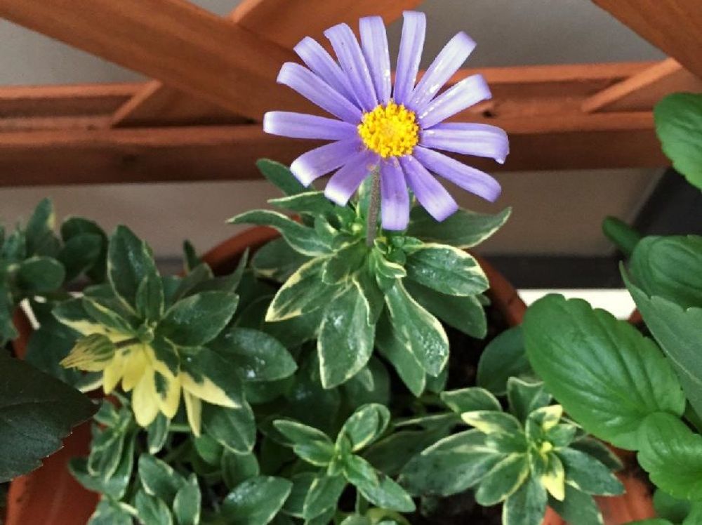 ブルーデージー　鉢植え　屋内