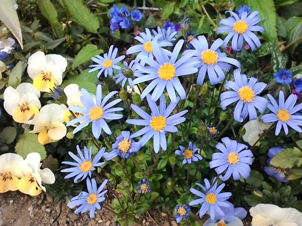 ブルーデージー　紫色の花　地植え