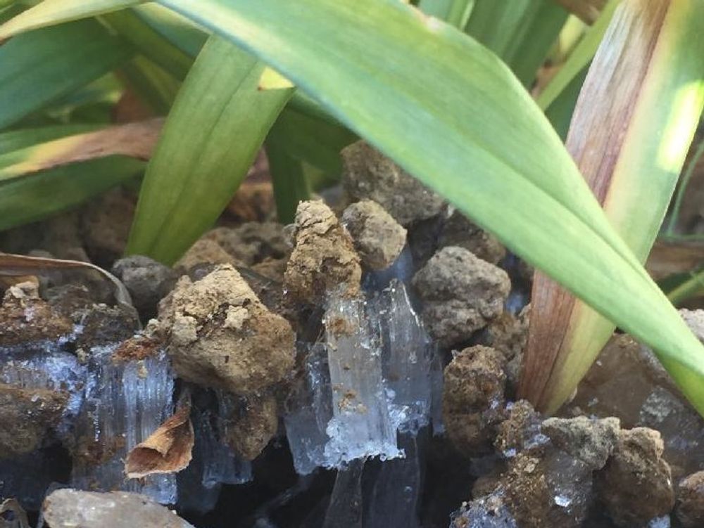 キチジョウソウ(吉祥草)　鉢植え　葉