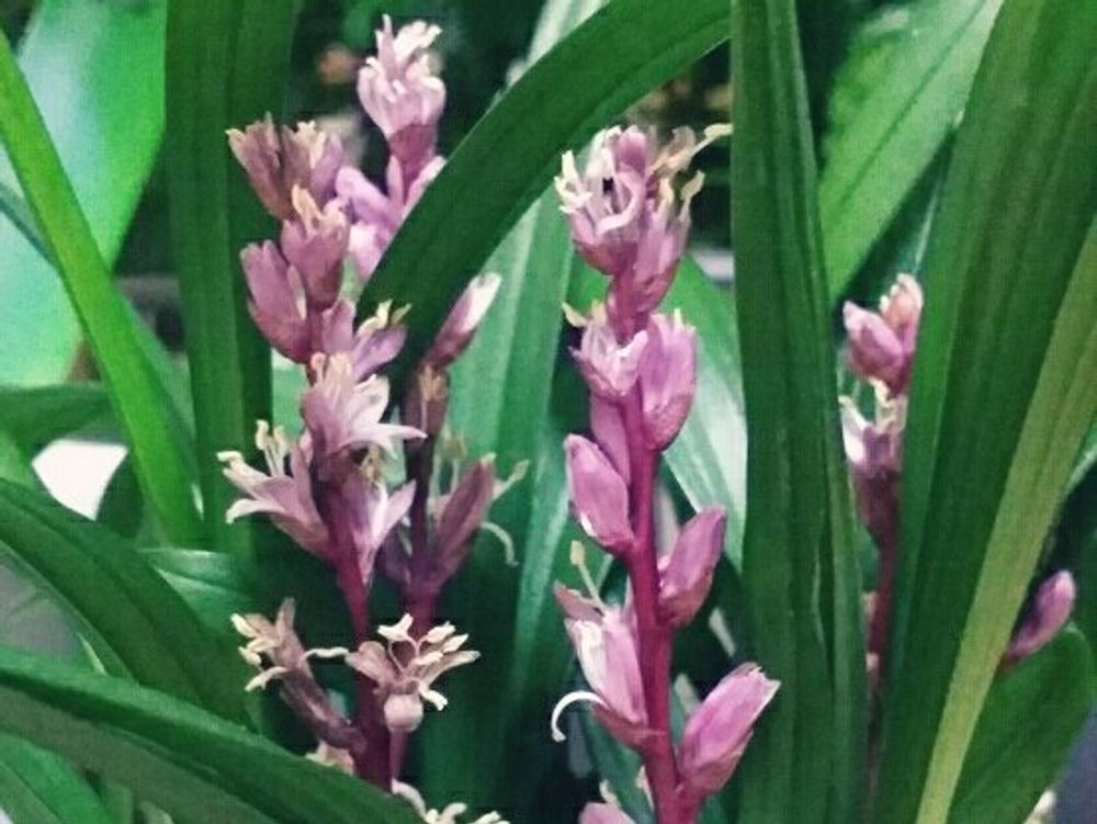 キチジョウソウ(吉祥草)　鉢植え　葉