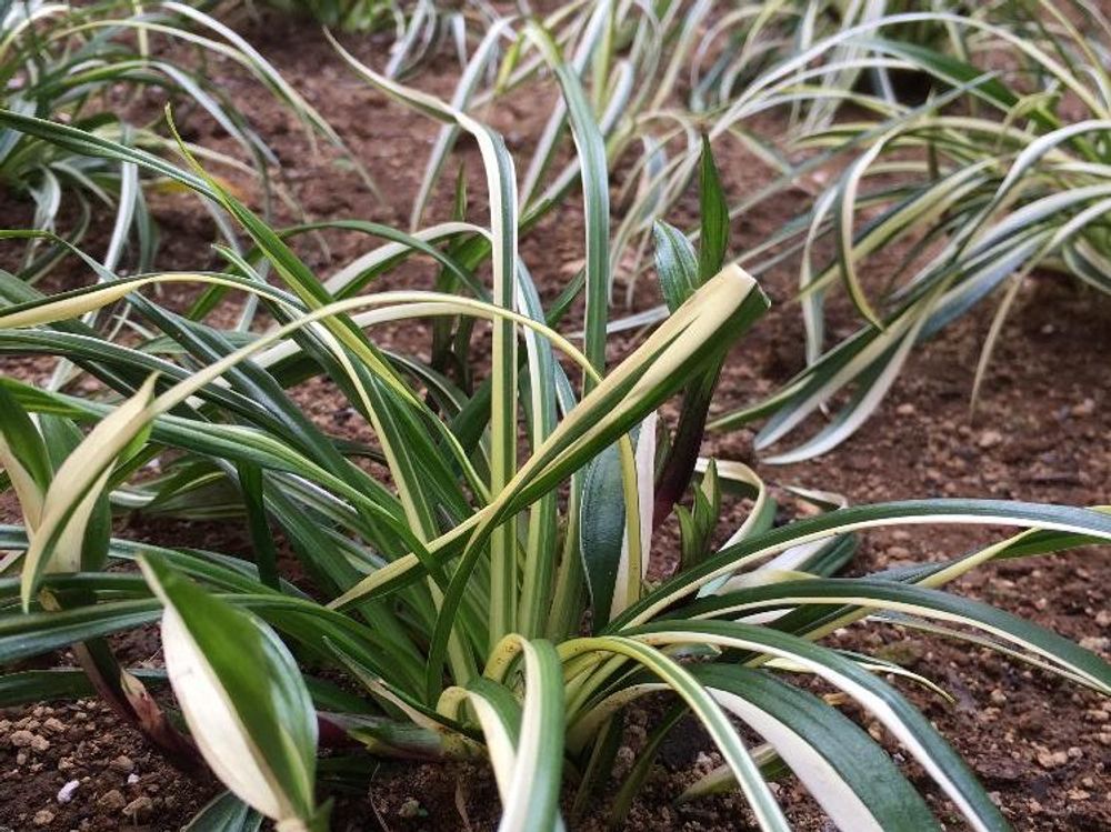 キチジョウソウ(吉祥草)　地植え　株