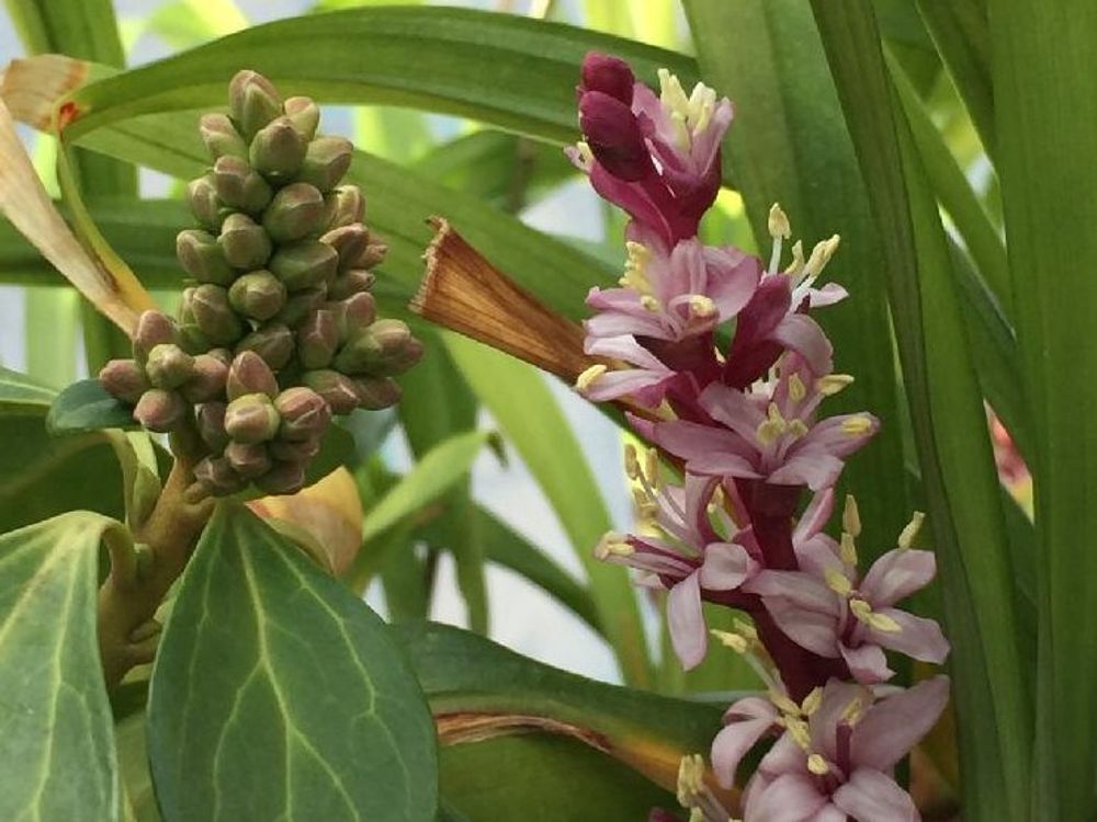 キチジョウソウ(吉祥草)　ピンク色の花