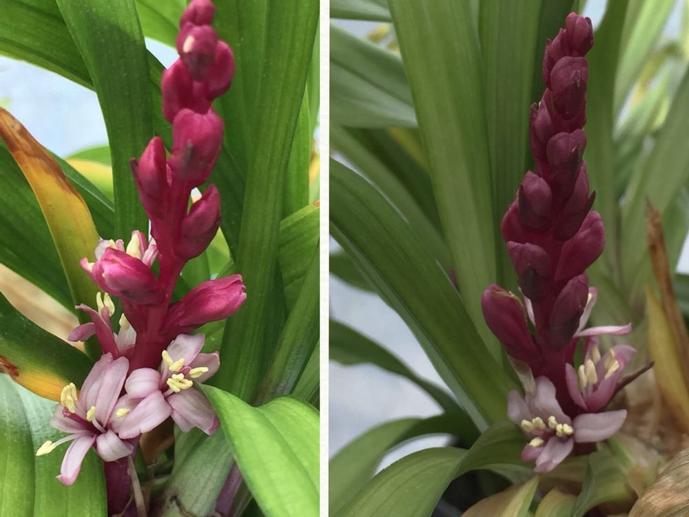 キチジョウソウ(吉祥草)　花