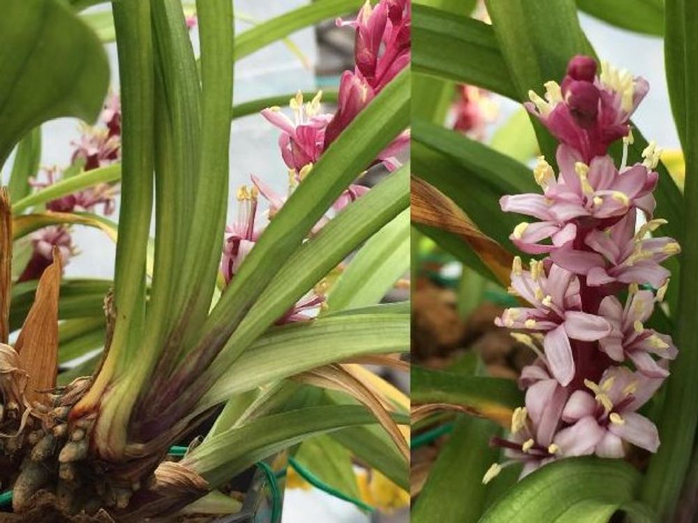 キチジョウソウ(吉祥草)　葉　花