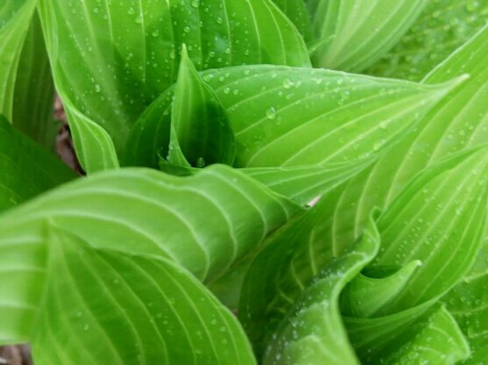 ギボウシ(ホスタ) 