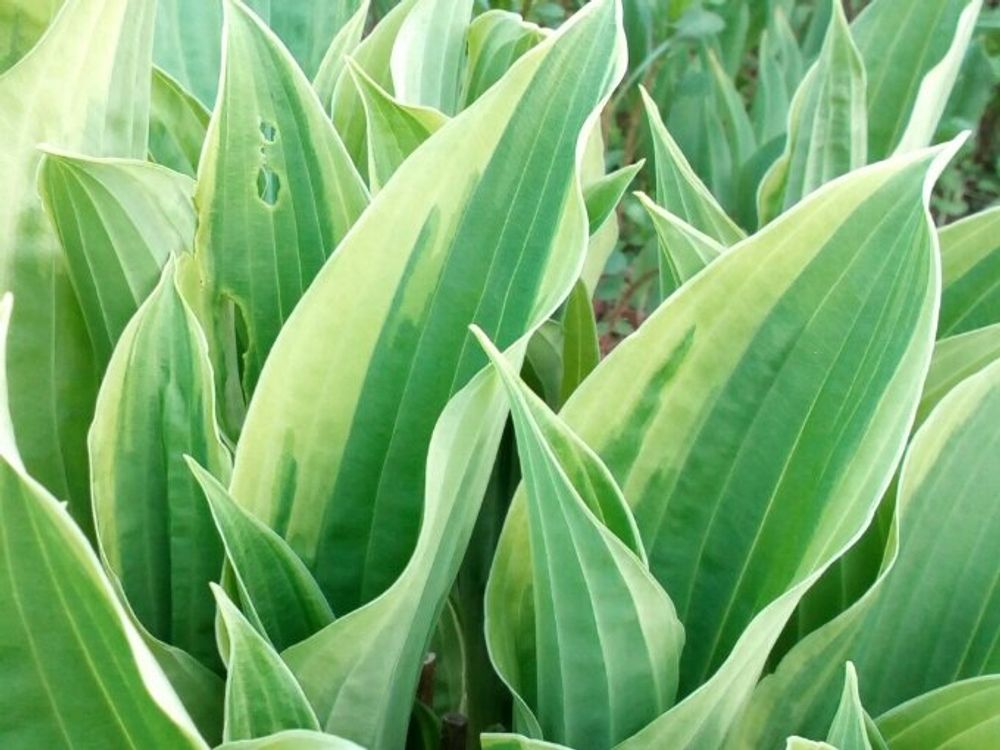 ギボウシ(ホスタ) 葉